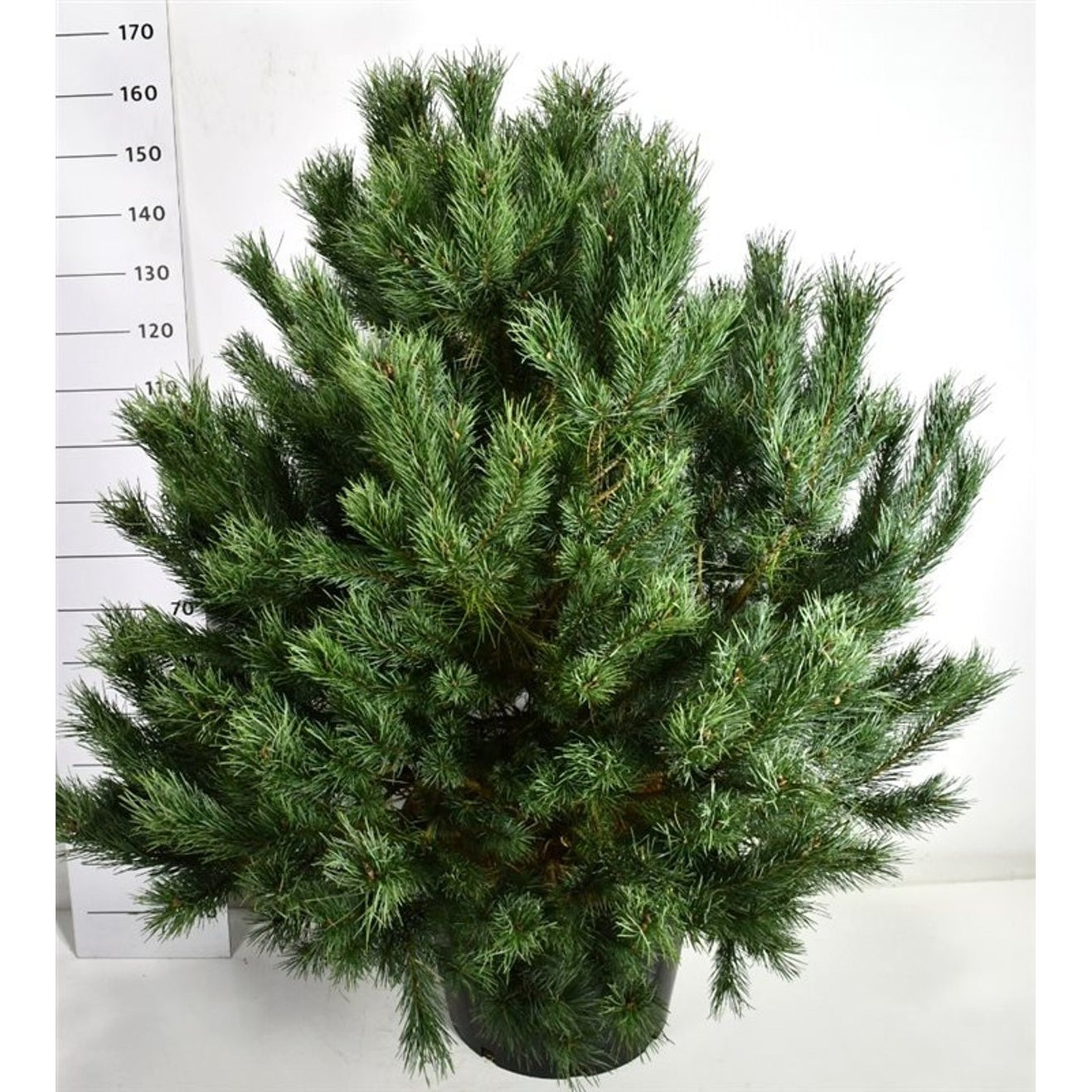 Tall – Pinus sylvestris &