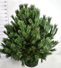 Tall – Pinus sylvestris 'Watereri' - C65 125-150 cm.