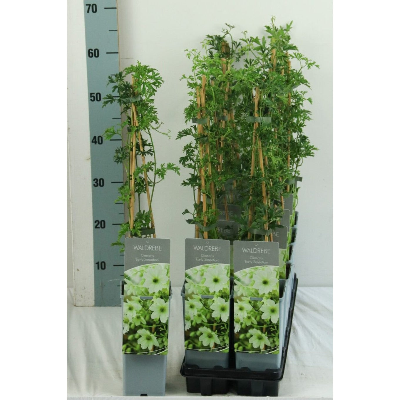 Klematis – Clematis 'Early Sensation' - C2 50-60 CM 3 Stick