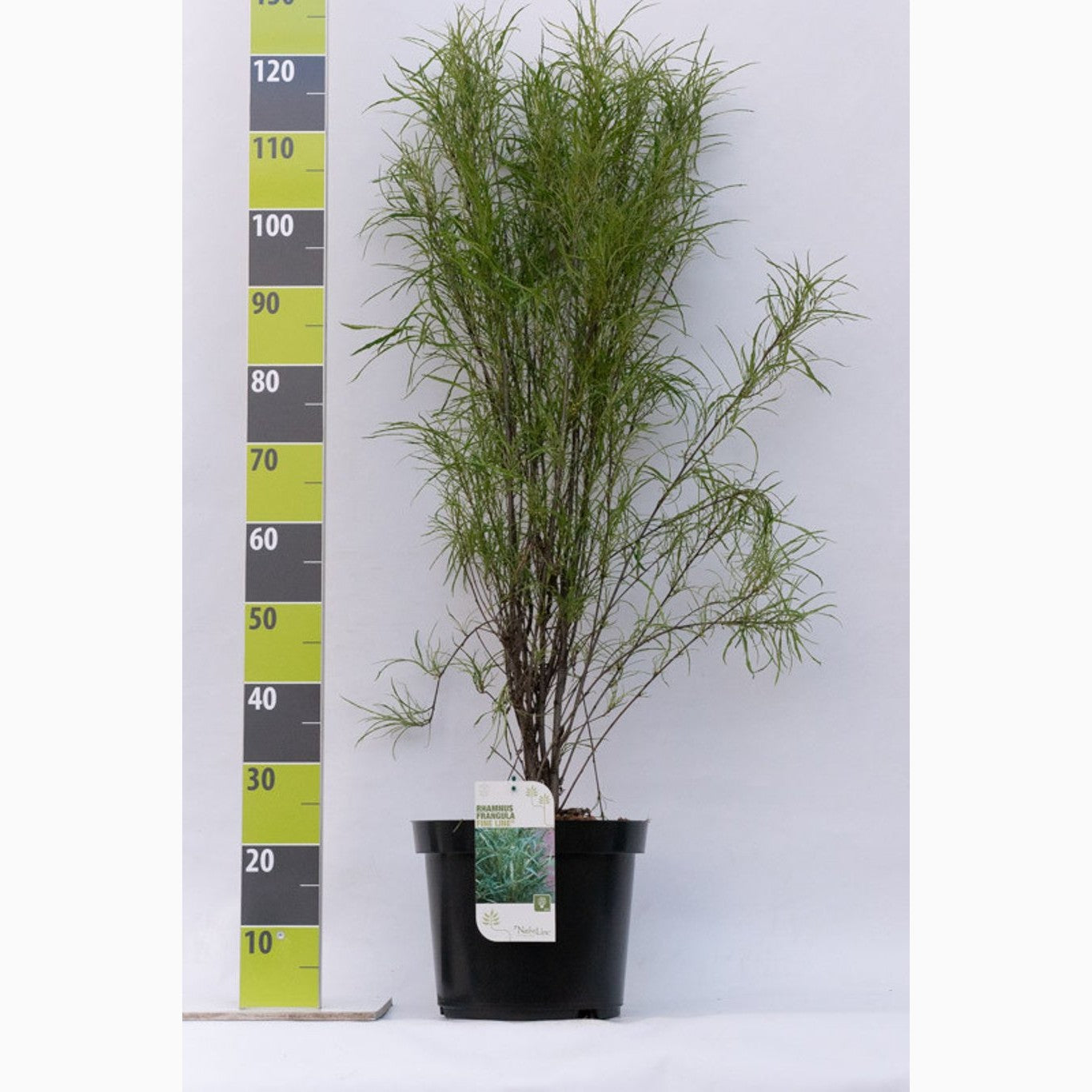 Brakved – Frangula alnus 'Fine Line'® - C12 80-100 CM