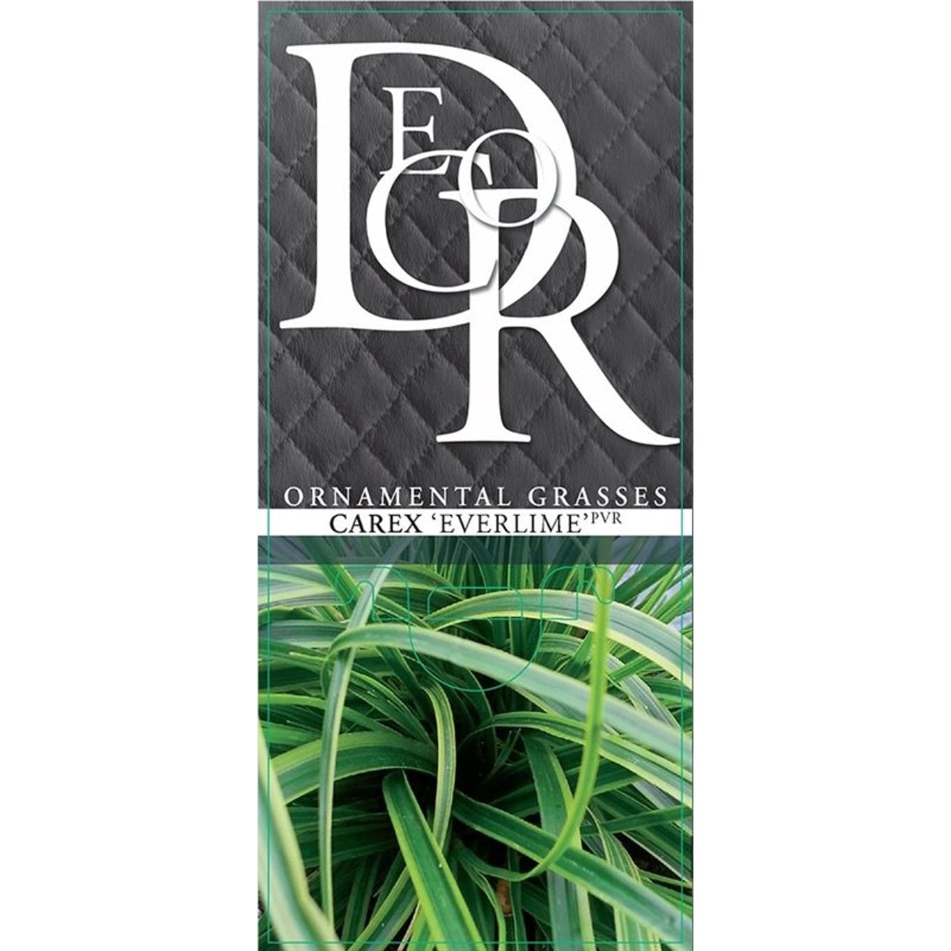 Starr – Carex oshimensis 'Everlime' - C2