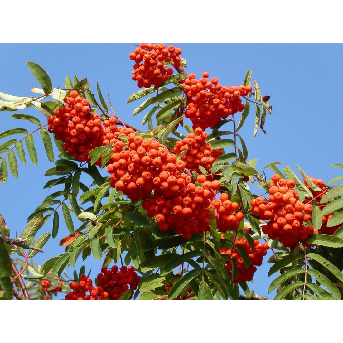 Rönn – Sorbus aucuparia - 120-150 CM barrot 1/1