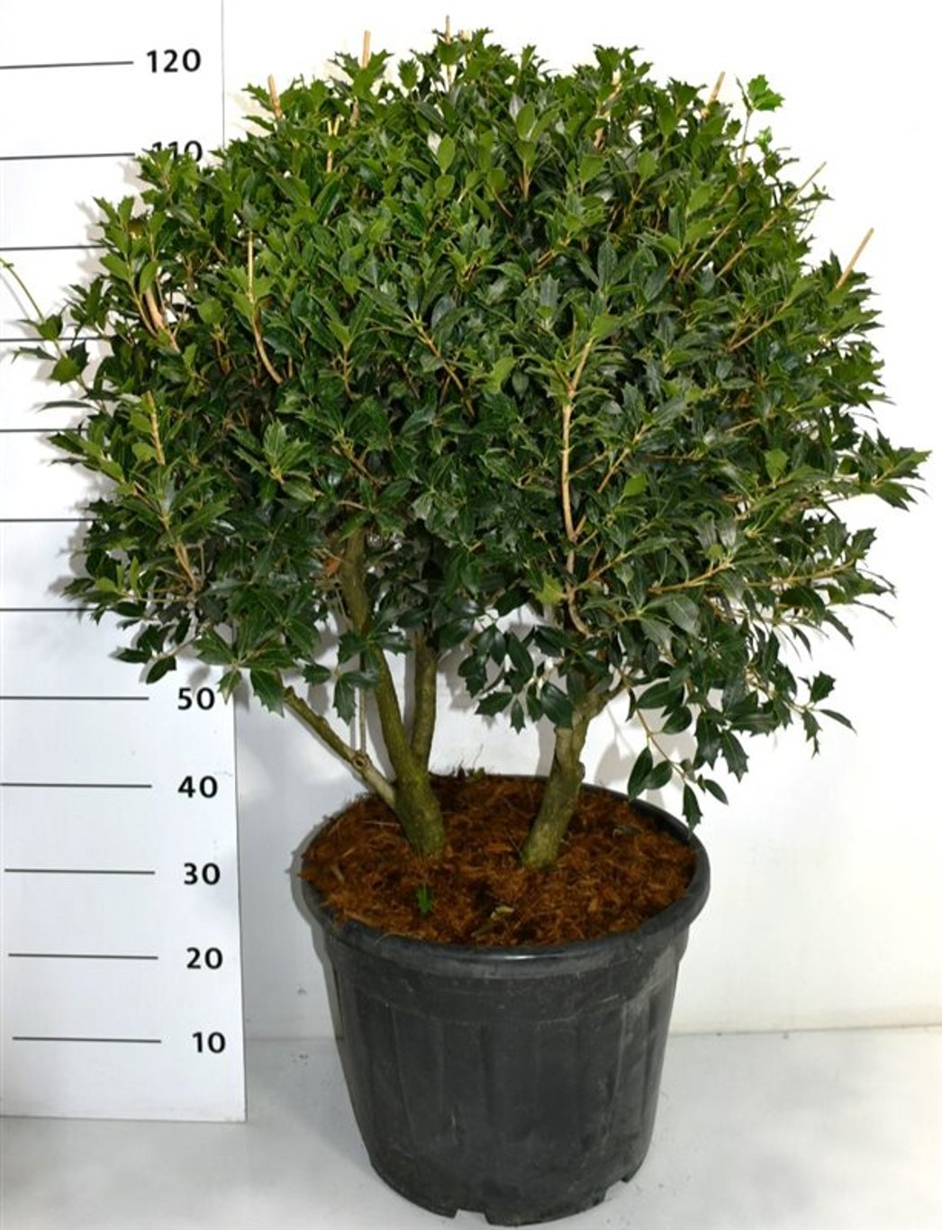 Taggblad – Osmanthus heterophyllus - C35 90-100 cm. Meerstammig