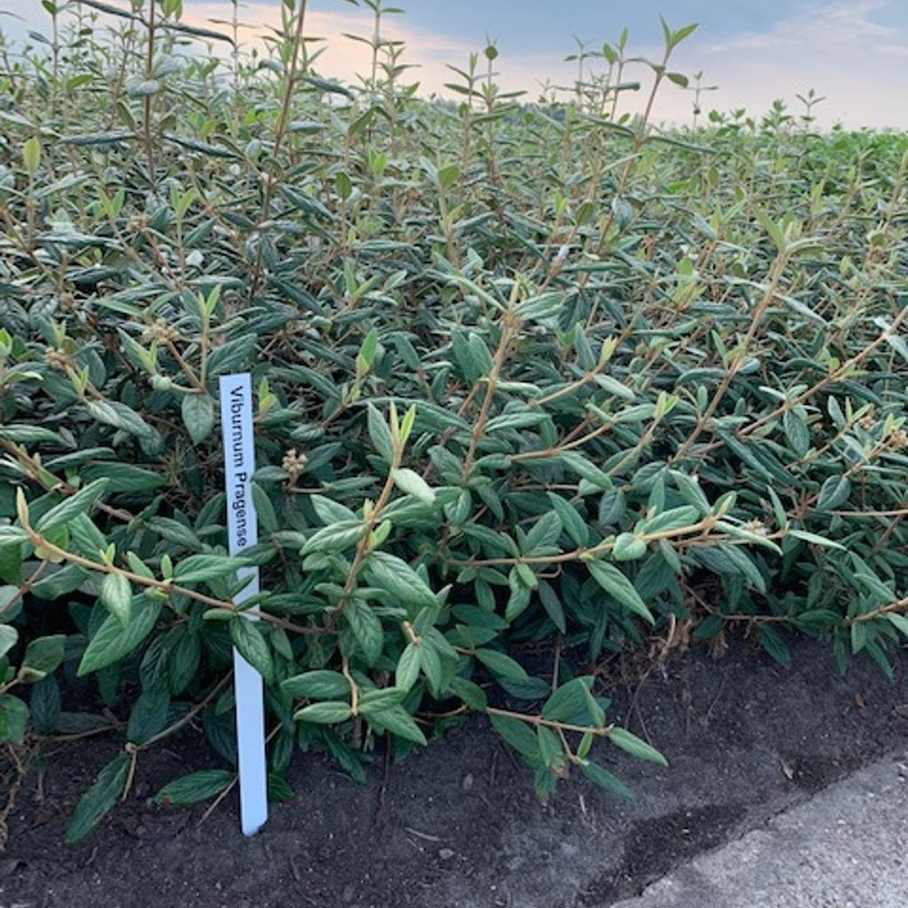 Hybridolvon – Viburnum 'Pragense' - 80-100 CM RB