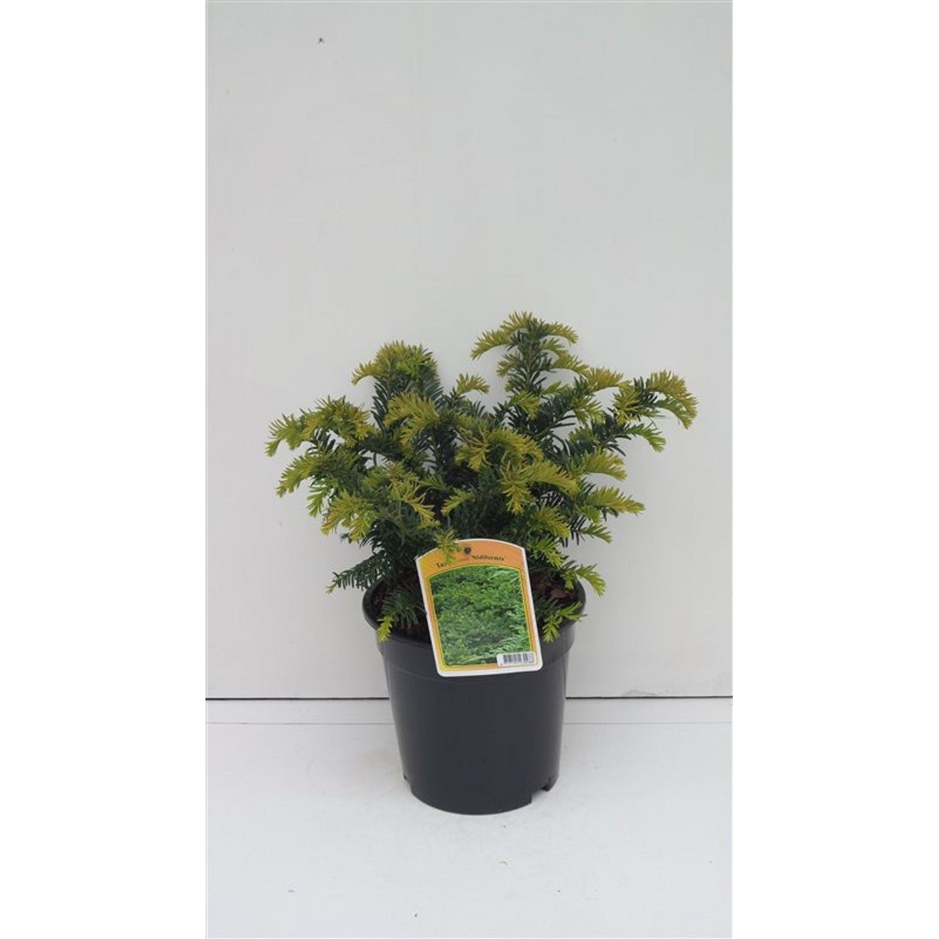 Hybrididegran – Taxus media 'Nidiformis' - C3 25-30 CM