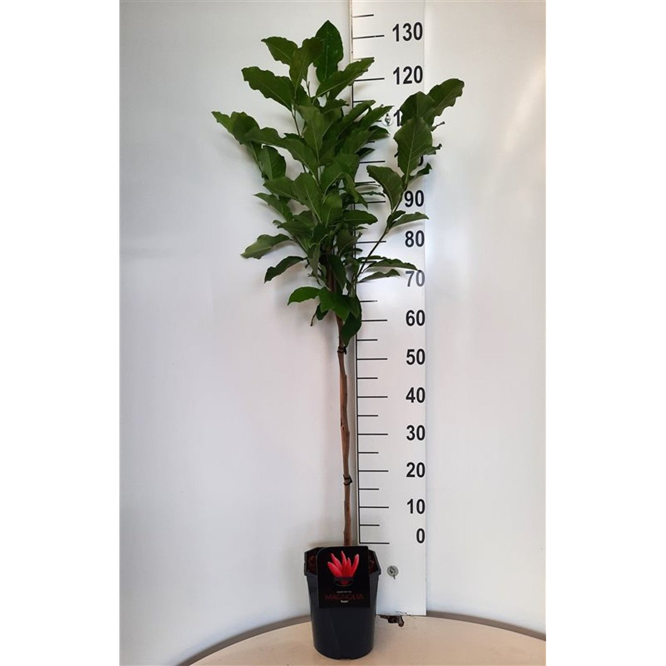 Magnolia – Magnolia 'Susan' - 60 CM Stem C5 - 2yr Crown