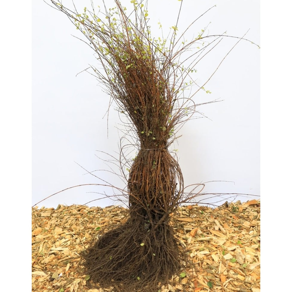 Snöbär – Symphoricarpos chenaultii 'Hancock' - 50-80 CM bare root 0/1