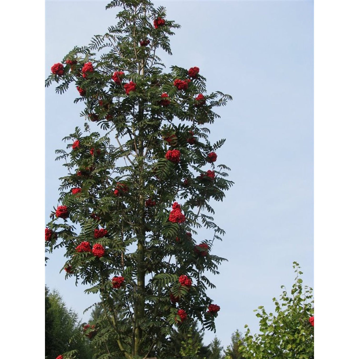 Rönn – Sorbus aucuparia 'Fastigiata' - C25 6/8  200 CM Stem