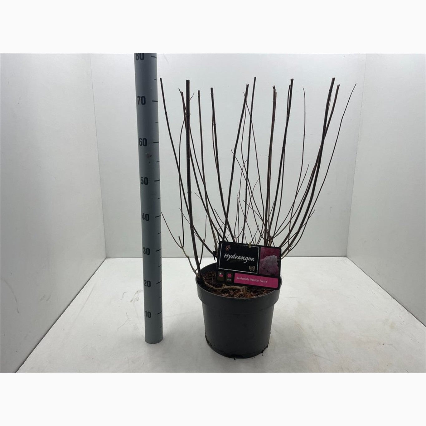 Syrenhortensia – Hydrangea paniculata 'Vanille Fraise' - C7,5