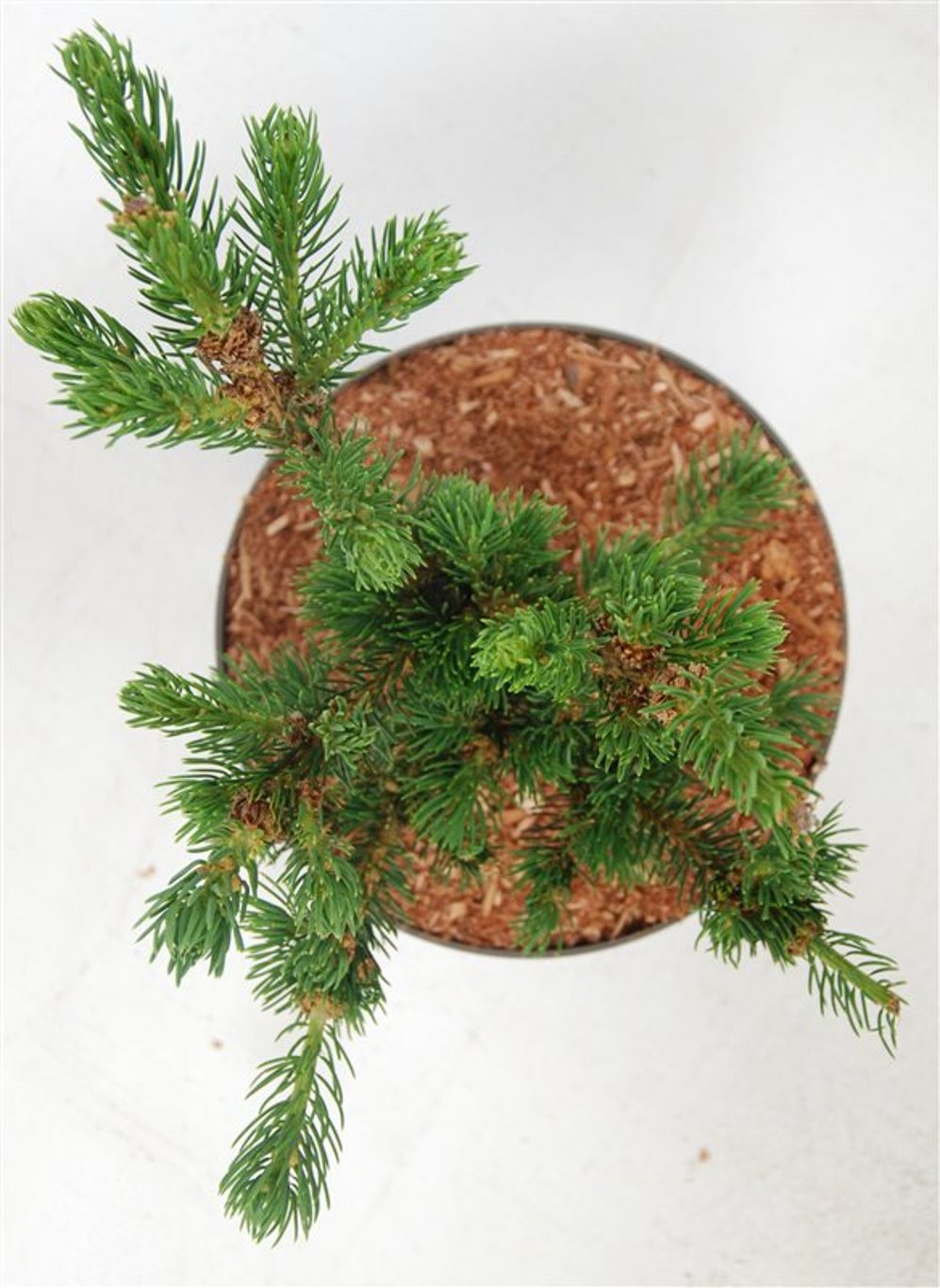 Blågran – Picea pungens &