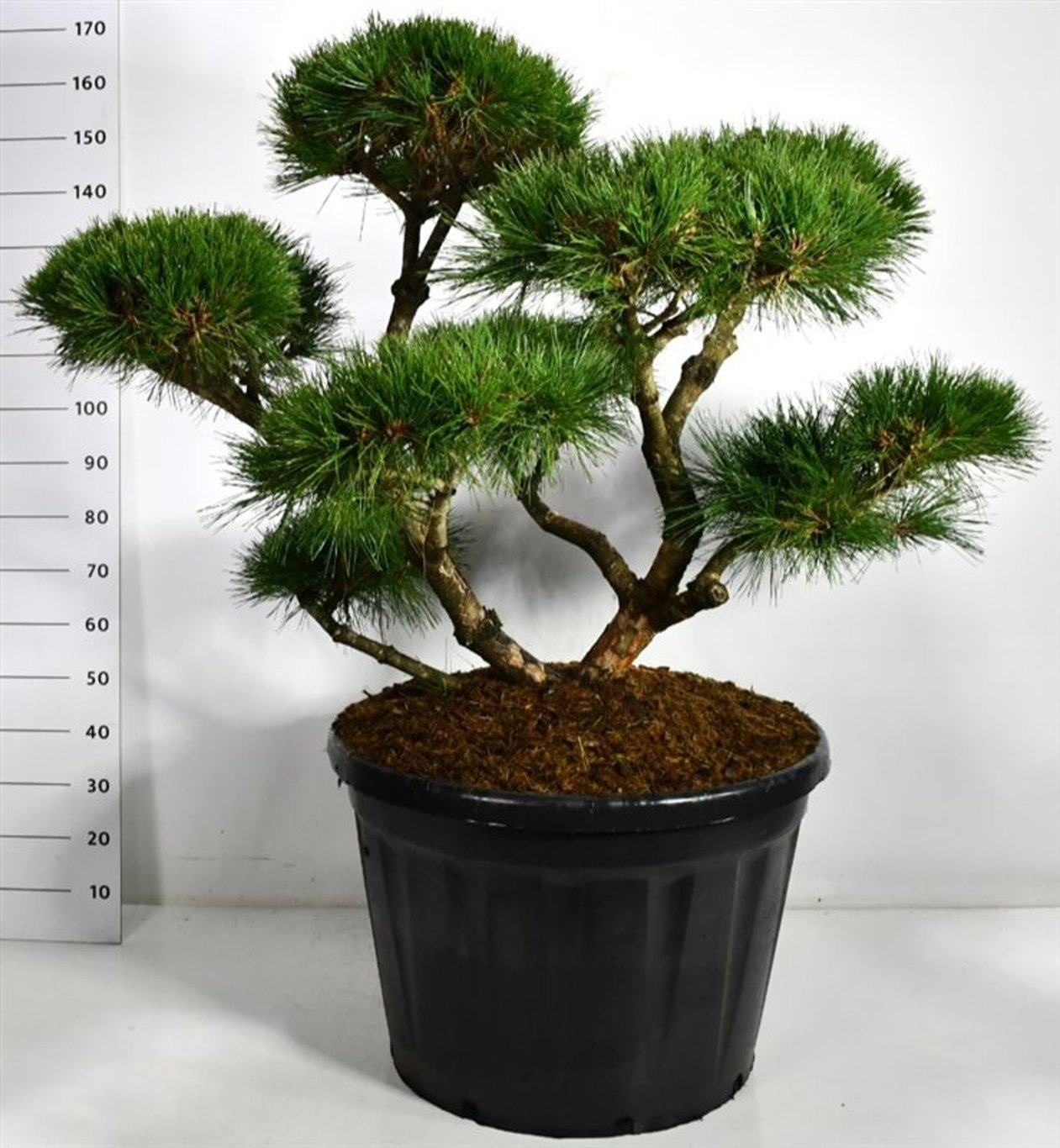 Svarttall – Pinus nigra &