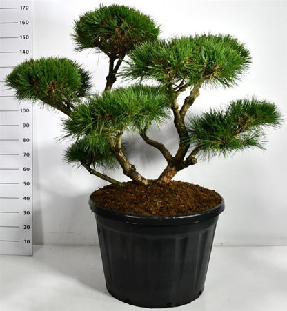 Svarttall – Pinus nigra &