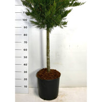 Savin-en – Juniperus sabina 'Tamariscifolia' - C18 70 cm. Stam