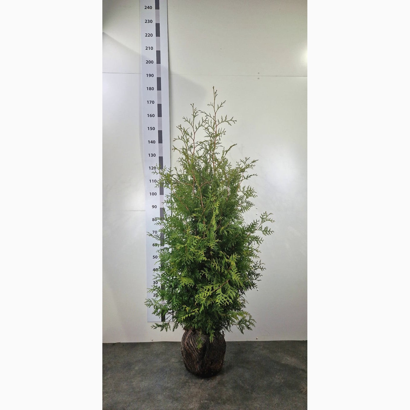 Hedge Plants Conifers with rootball