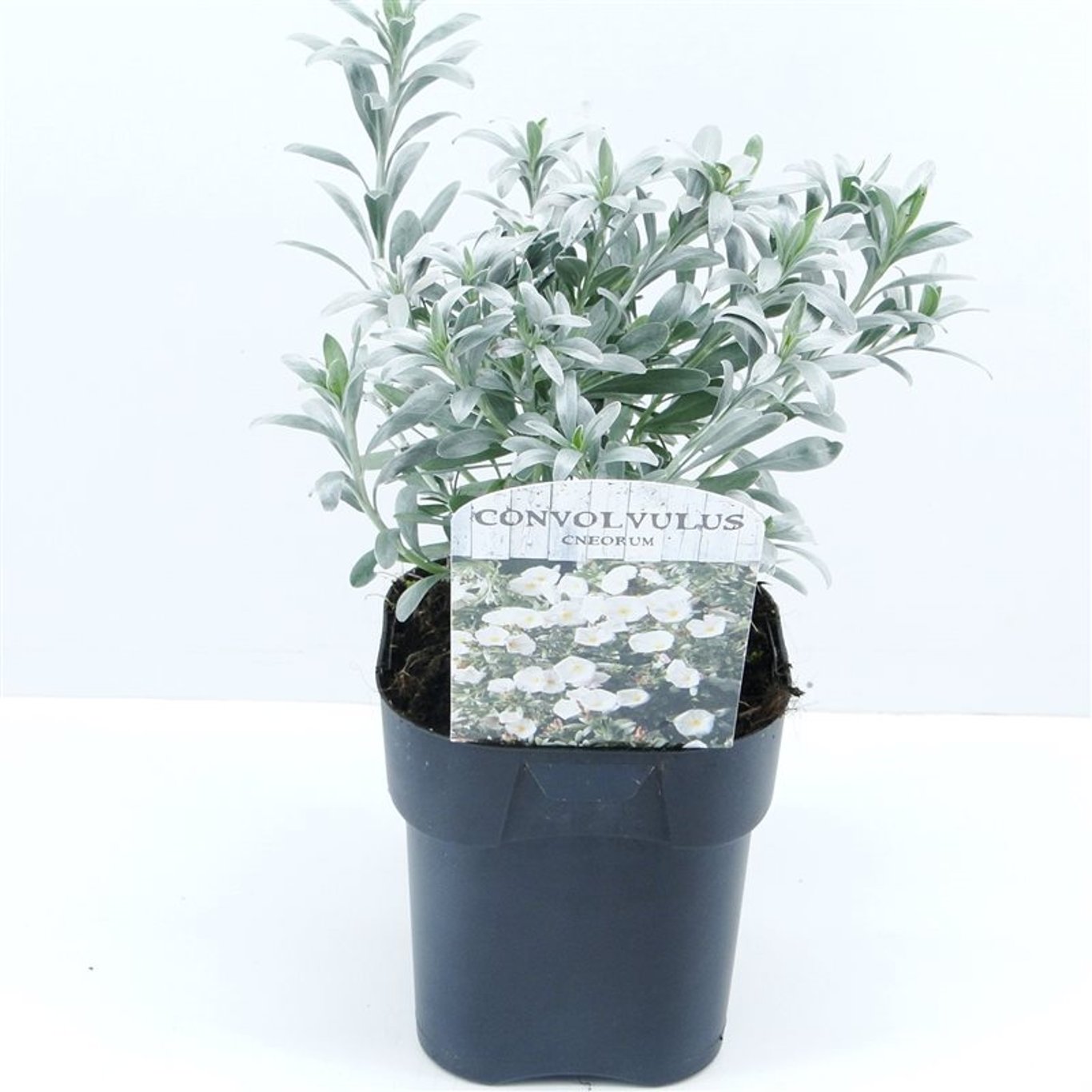 Silvervinda – Convolvulus cneorum - C2