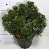 Svarttall – Pinus nigra 'Nana' - C25 50-60 cm.