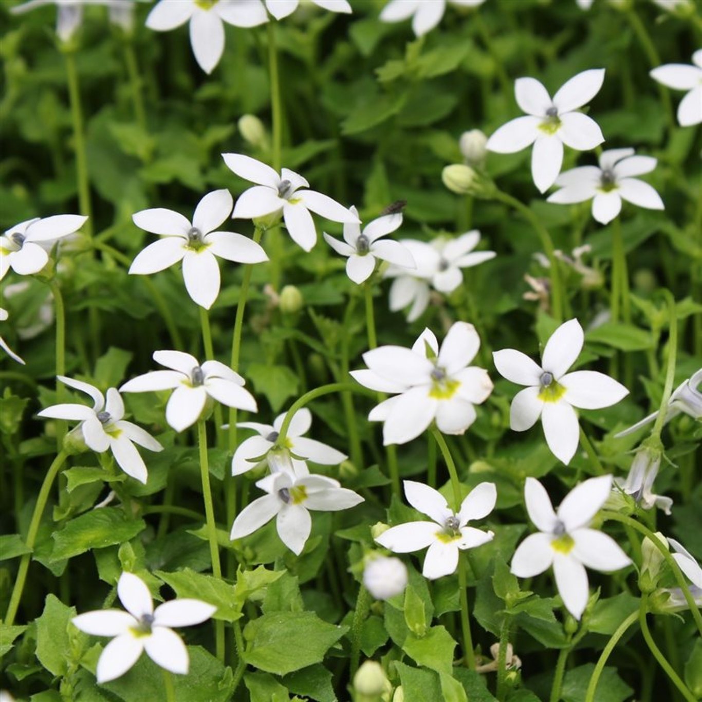 Stjärnblomma – Isotoma fluviatilis 'Alba' - P11