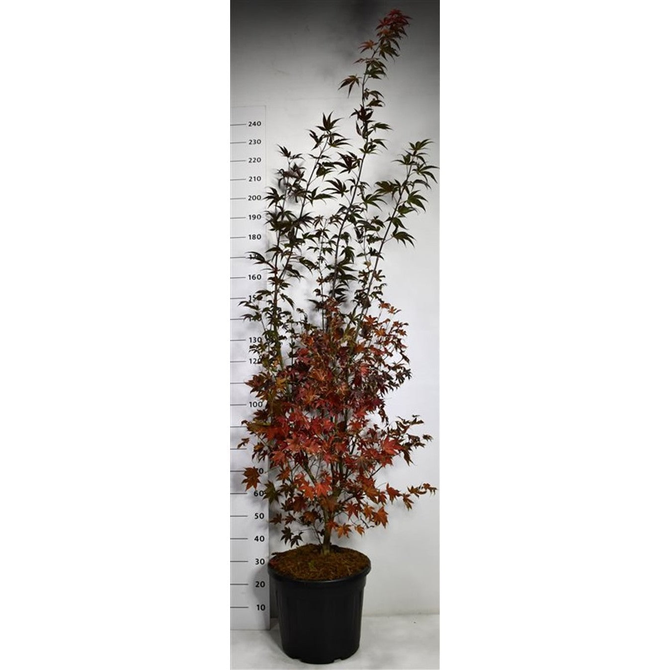 Japansk lönn – Acer palmatum 'Bloodgood' - C35 175-200 cm.