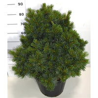 Västra vit­tall – Pinus strobus 'Krüger's Lilliput' - C25 60-70 cm.