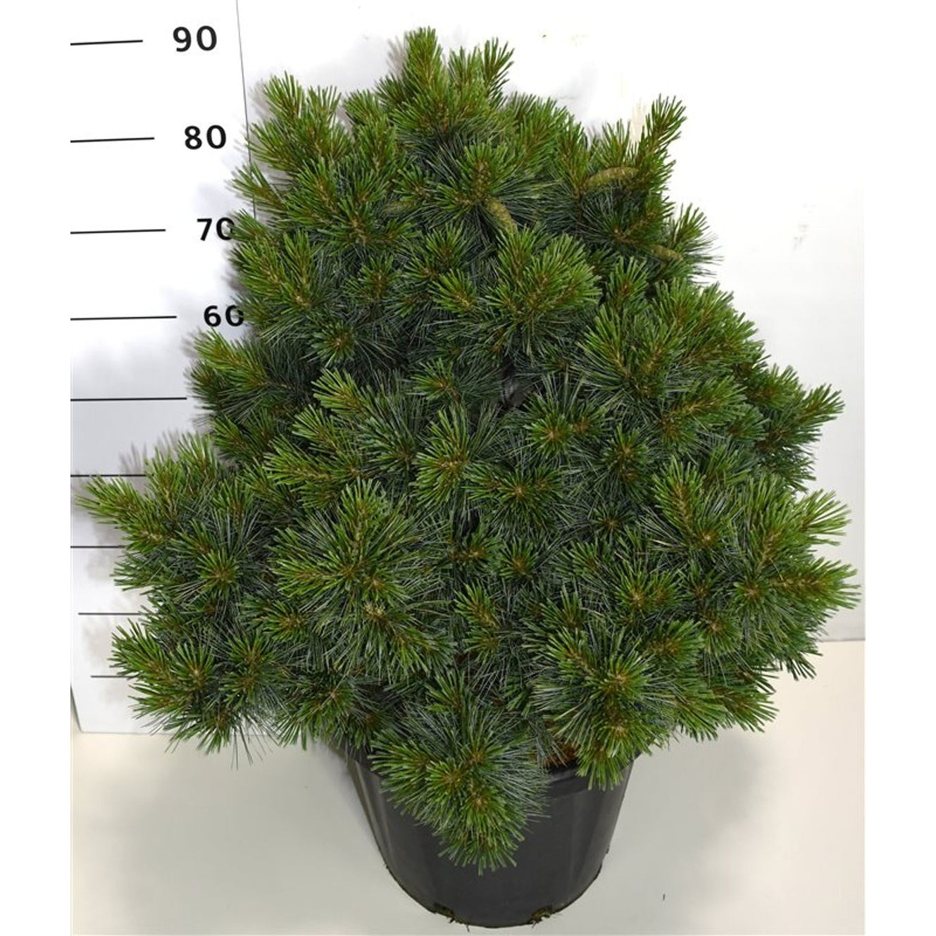 Västra vit­tall – Pinus strobus 'Krüger's Lilliput' - C25 60-70 cm.