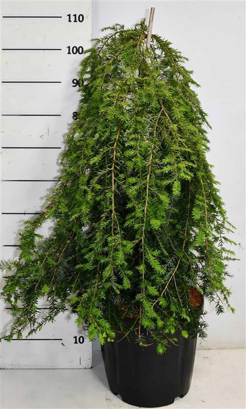 Hemlock – Tsuga canadensis &