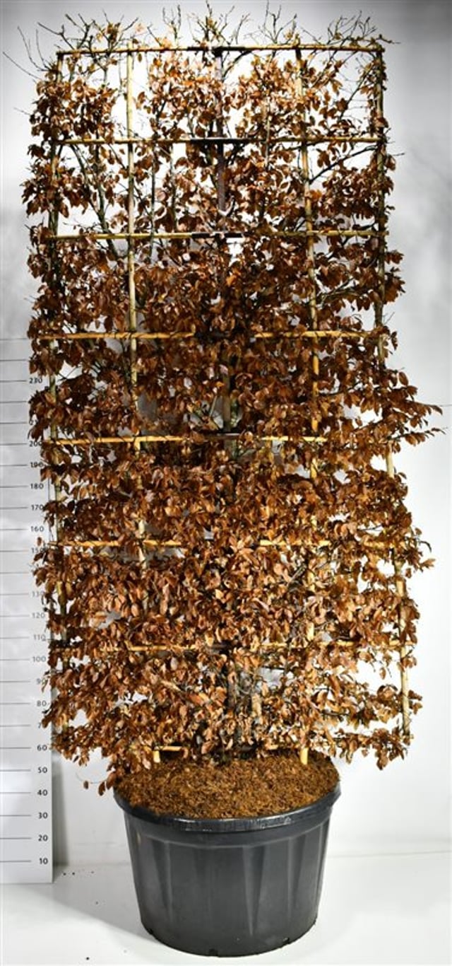 Avenbok – Carpinus betulus - C280 300 cm. Scherm