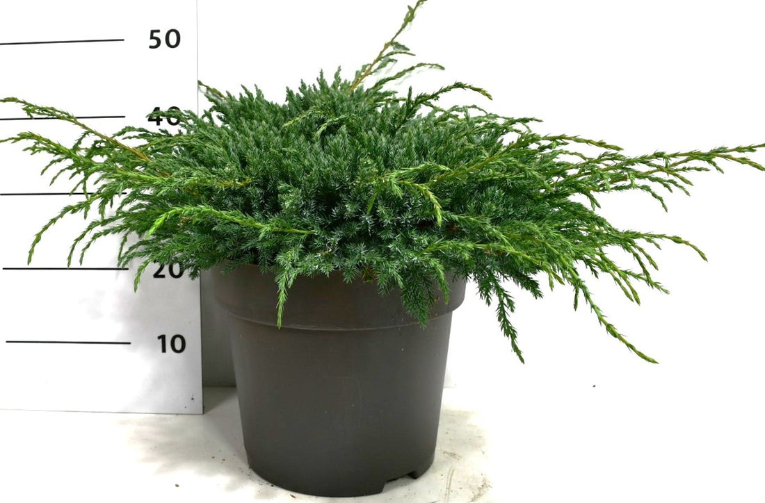 Himalaya-en – Juniperus squamata &