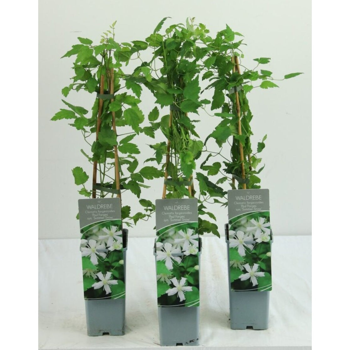Klematis – Clematis 'Summer Snow' - C2 50-60 CM 3 Stick