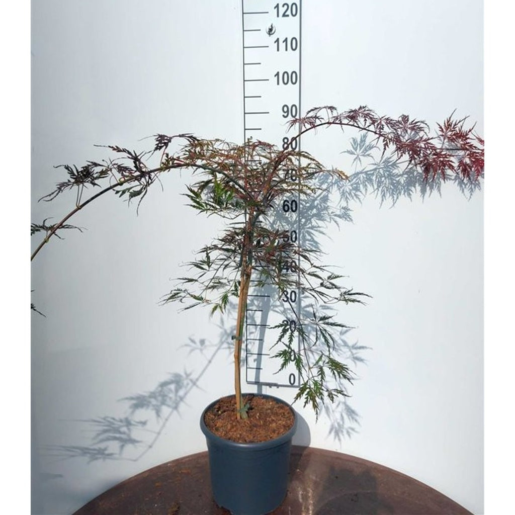 Japansk lönn – Acer pal. 'Tamukeyama' - 60 CM Stem C10