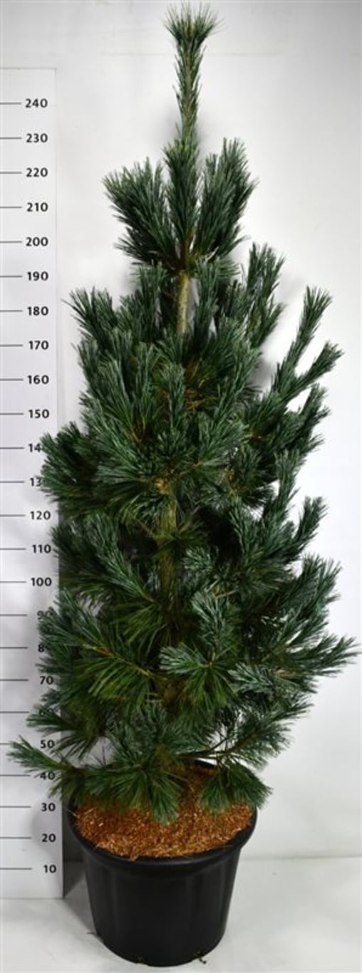 Viftall – Pinus flexilis 'Vanderwolf's Pyramid' - C65 175-200 cm.