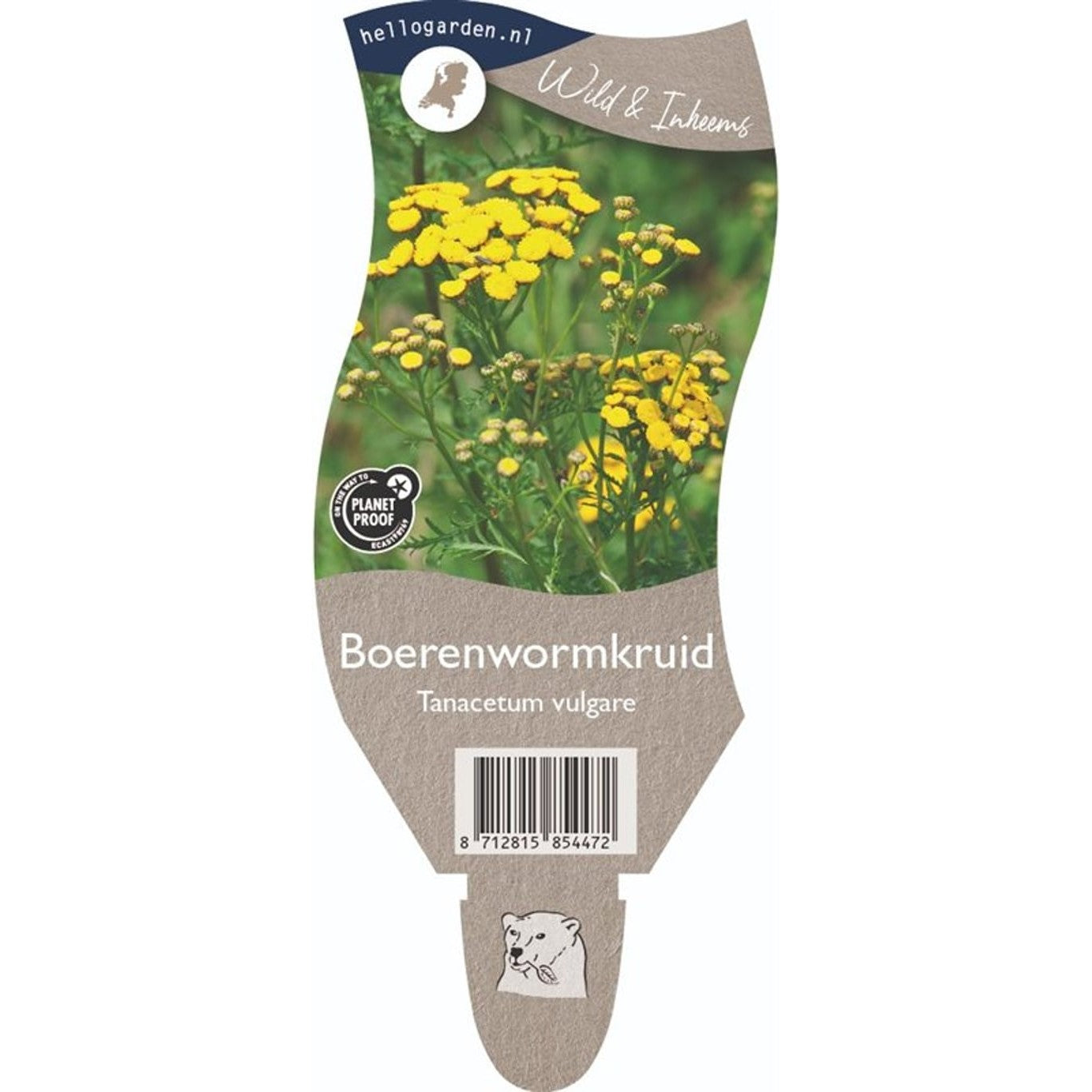 Renfana – Tanacetum vulgare - P11