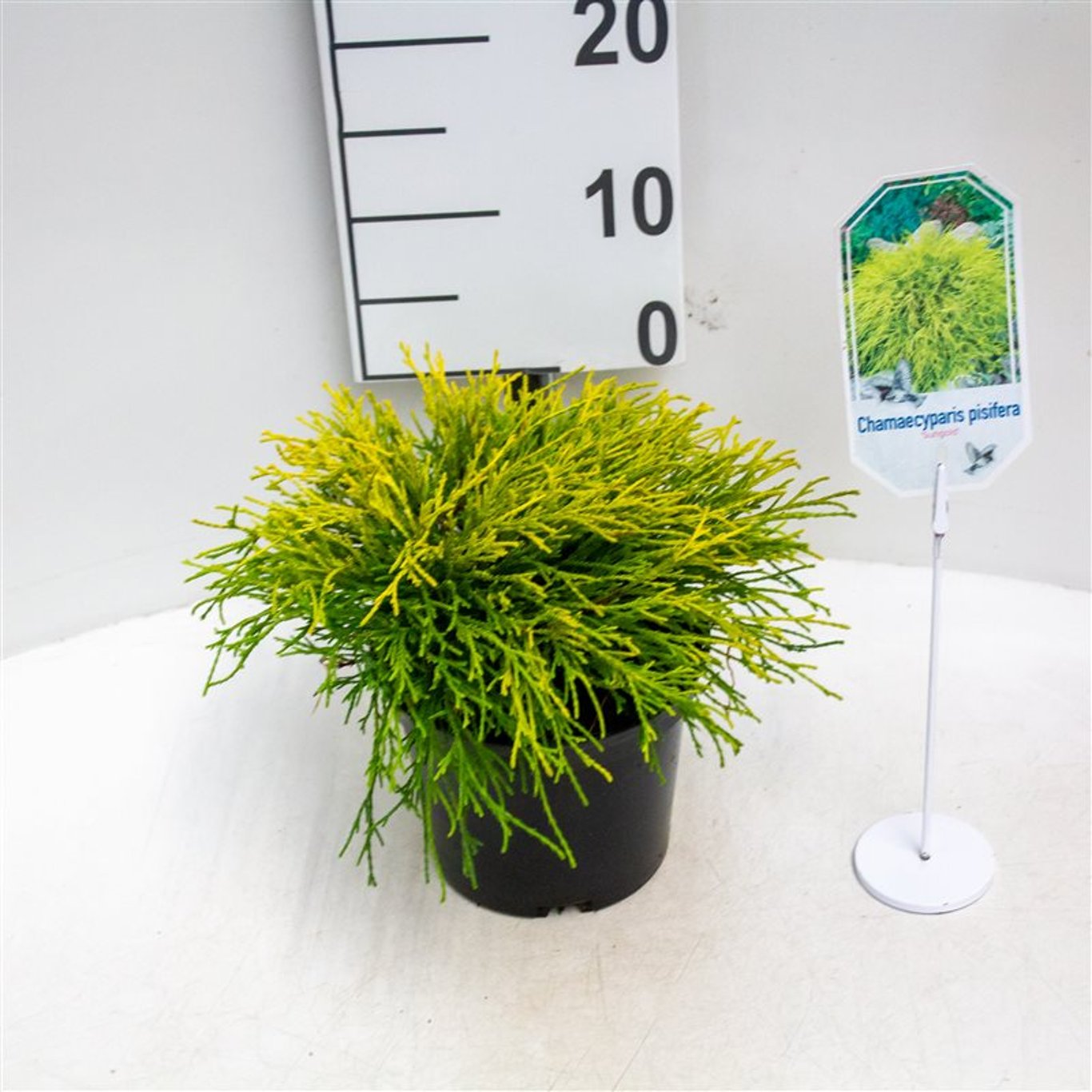 Ädelcypress – Chamaecyparis pisifera 'Sungold' - C2 20-25 CM