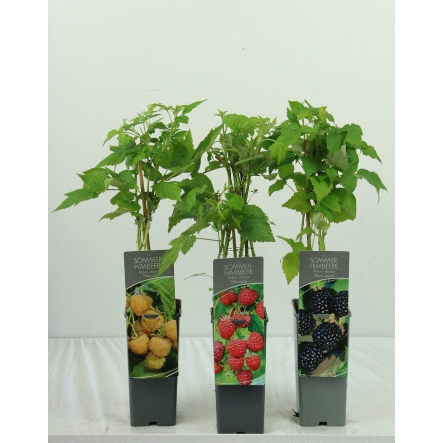 Hallon – Rubus idaeus 'Willamette' - C2 30-40 CM