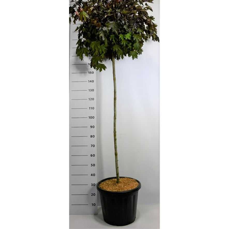Spetslönn – Acer platanoides 'Crimson Sentry' - C35 140 cm. Stam