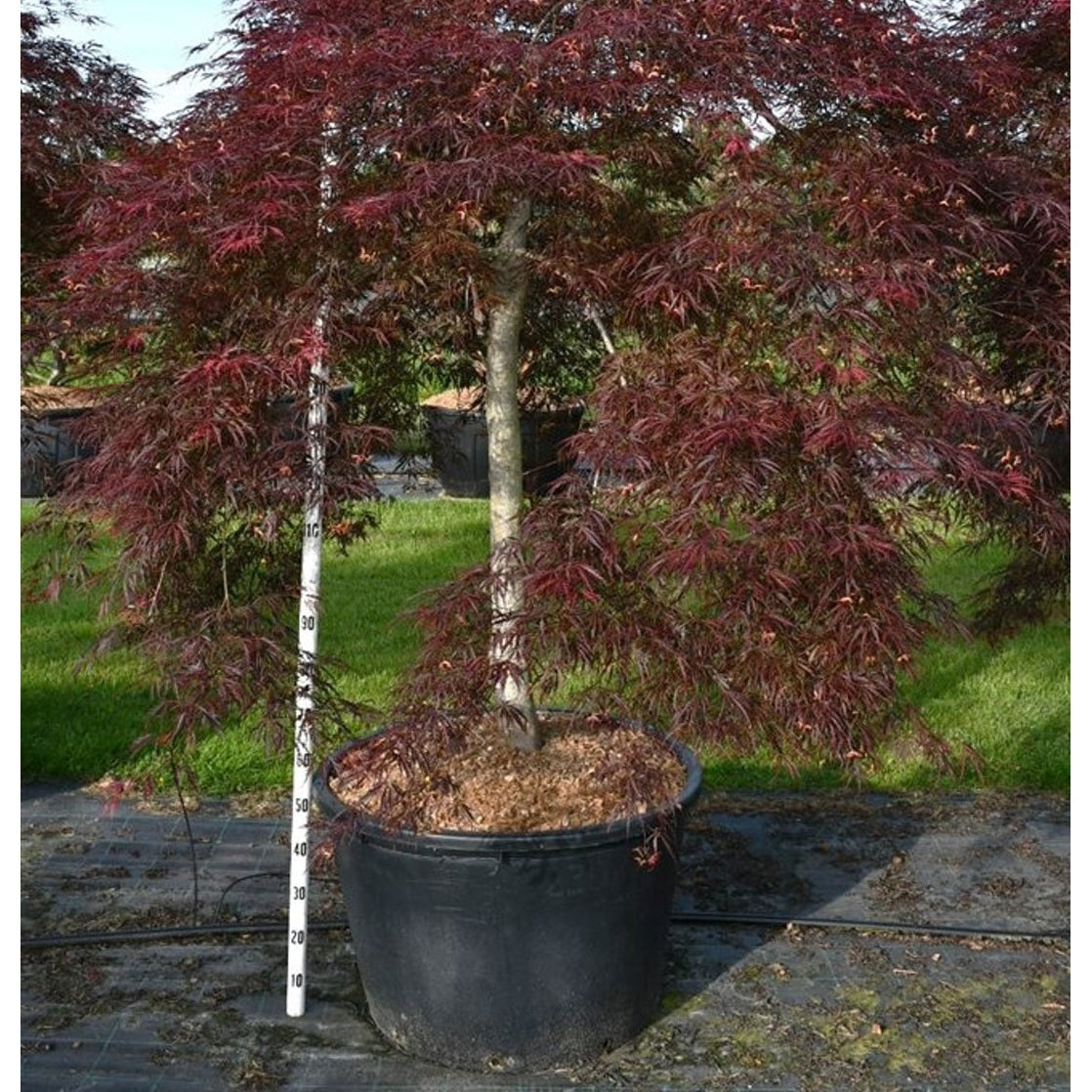Japansk lönn – Acer palmatum 'Inaba-shidare' - C230 150 cm. Stam