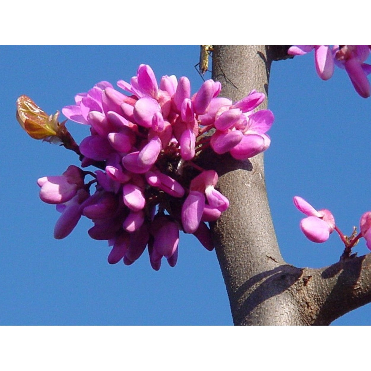 Judasträd – Cercis siliquastrum - 18/20 in Cont HO/ST