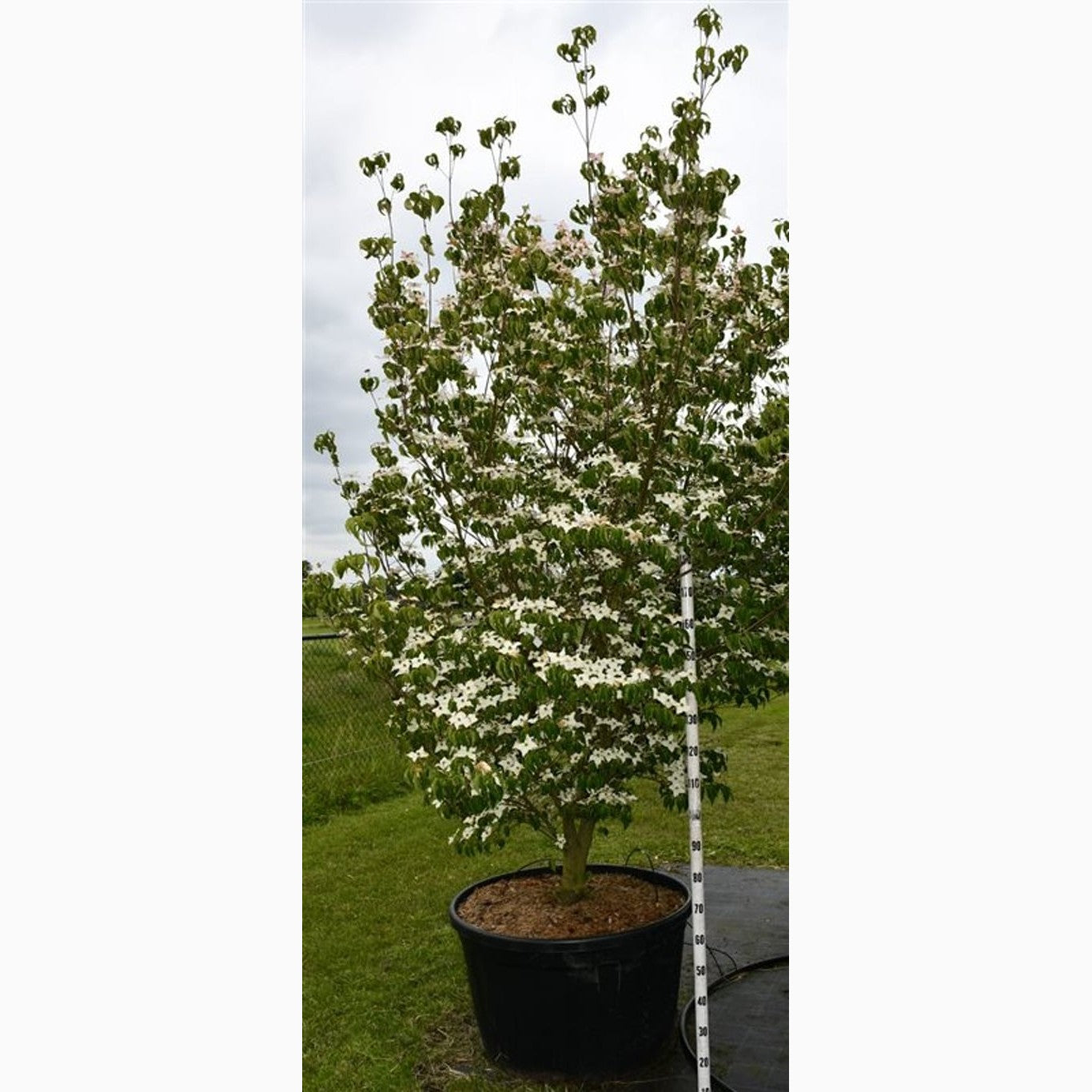 Japansk blomsterkornell – Cornus kousa 'Milky Way' - 200-250 CM in Cont.