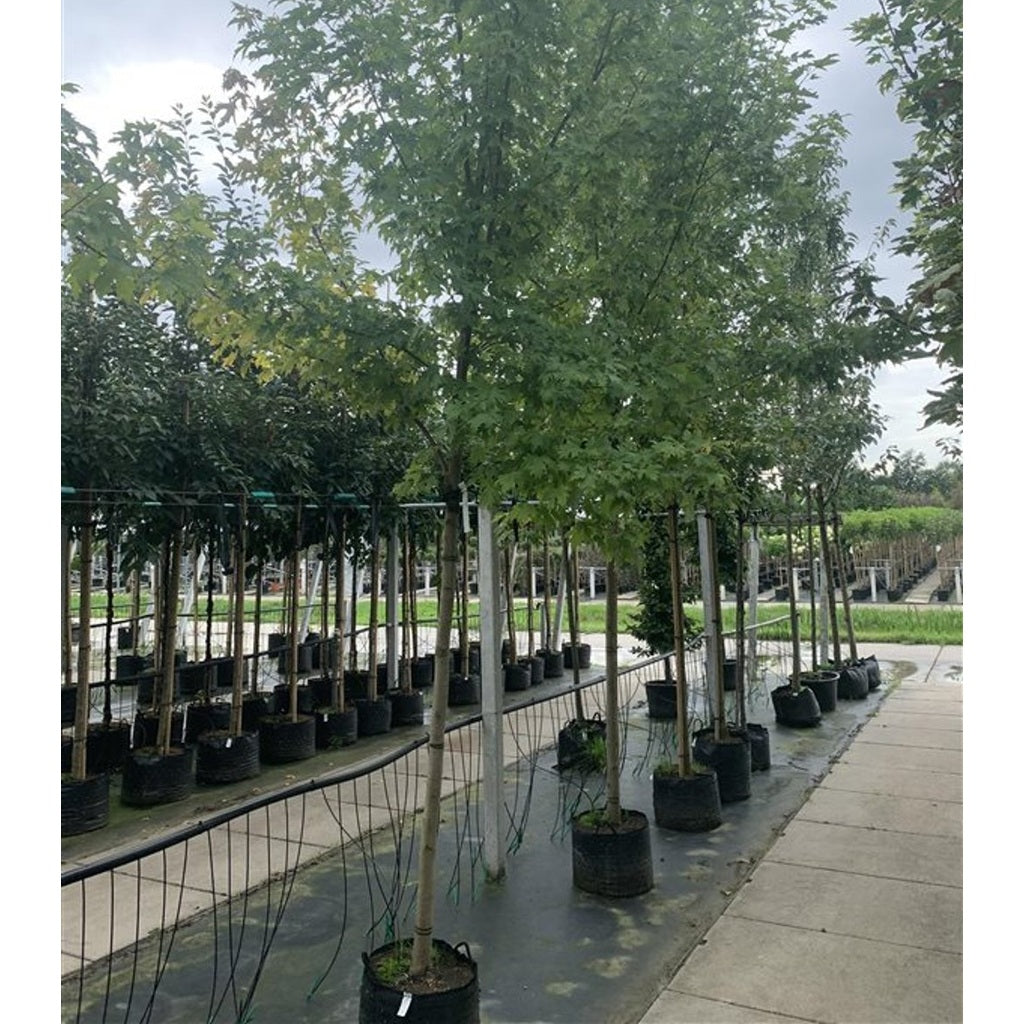 Japansk lönn – Acer s. 'Pyramidale' - 16/18 RB