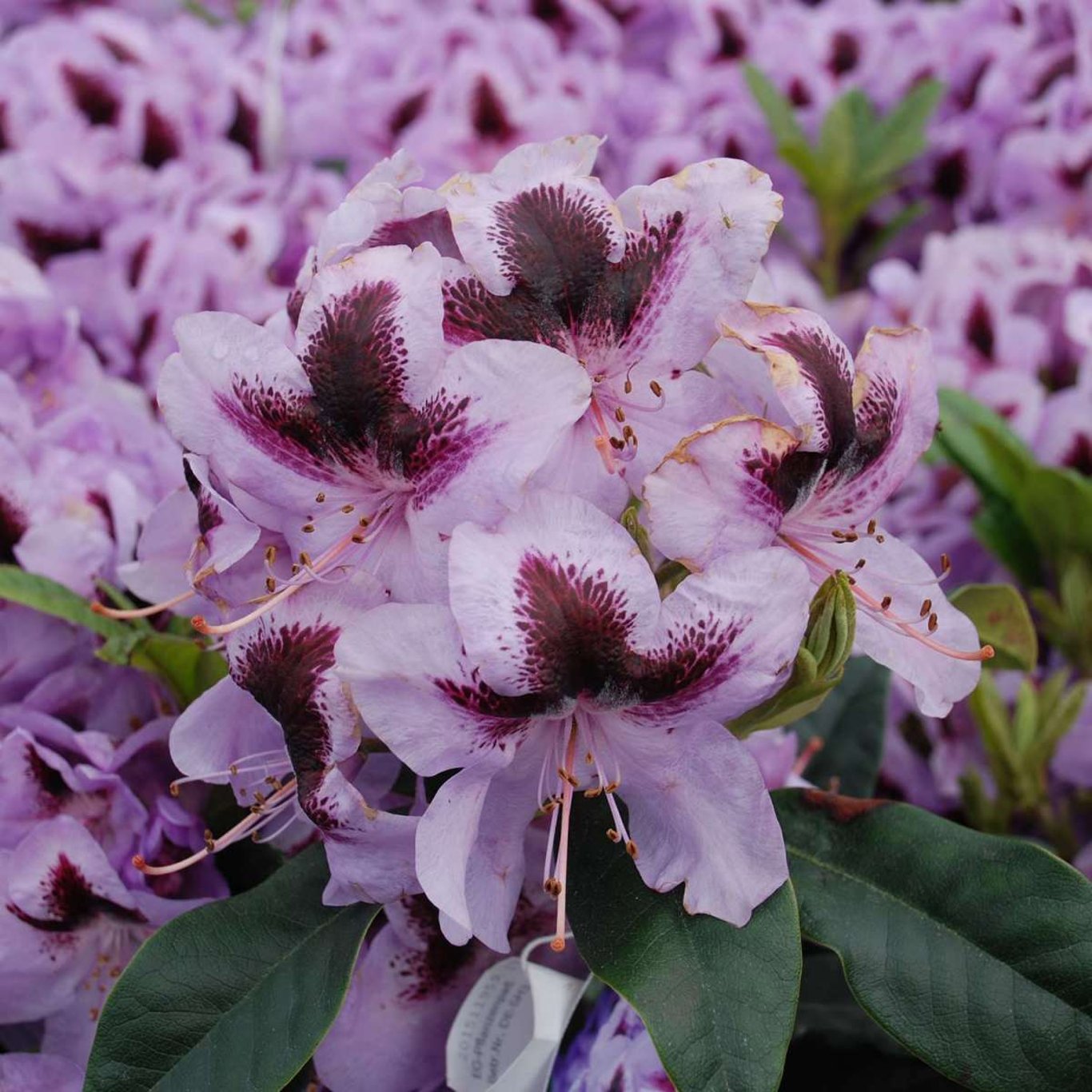 Rhododendron – Rhododendron Metallica - C5 30-40 CM