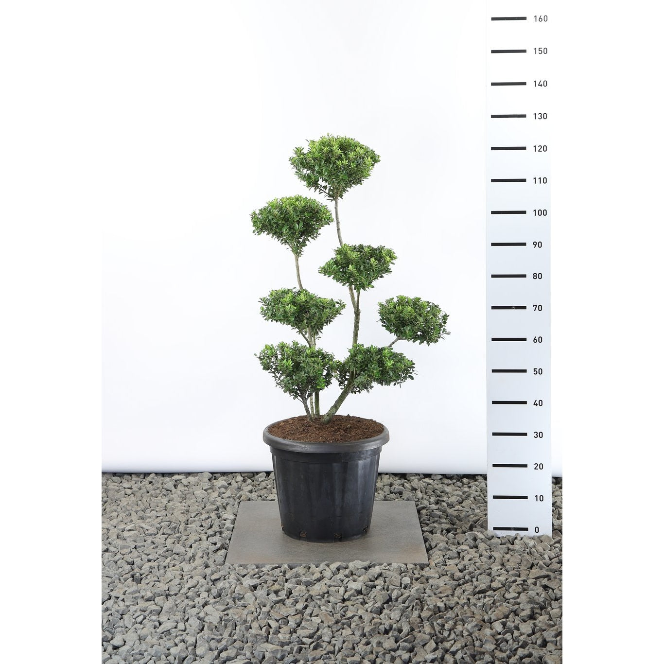 Järnek – Ilex maximowicziana kanehirae - 80-100 CM Multiplateau EXTRA in Cont.