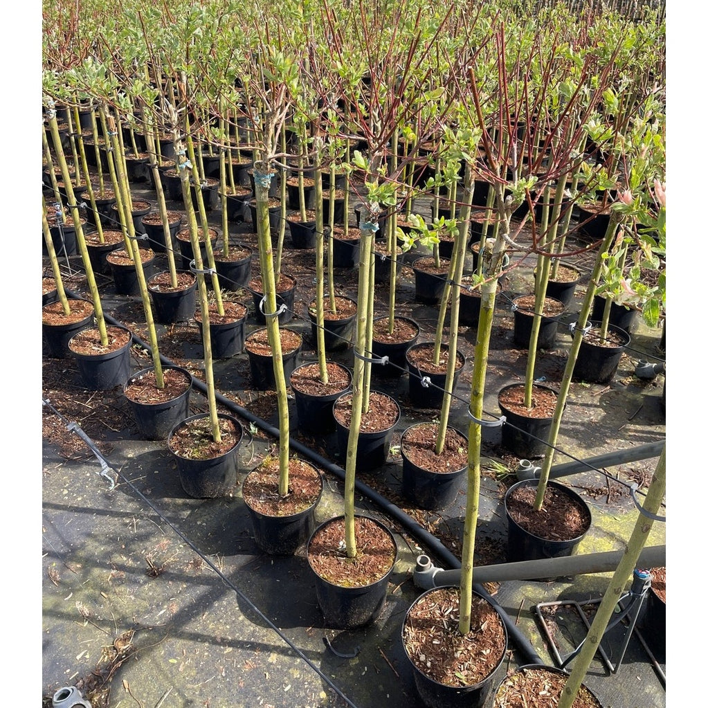 Japansk vide – Salix integra 'Hakuro-nishiki' - 80 CM Stem C4
