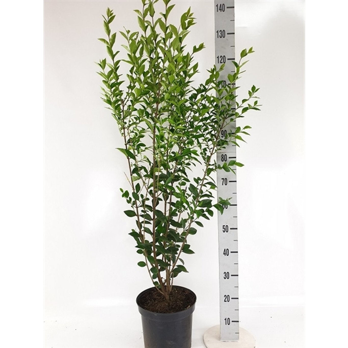 Liguster – Ligustrum ovalifolium - C7,5 125-150 CM