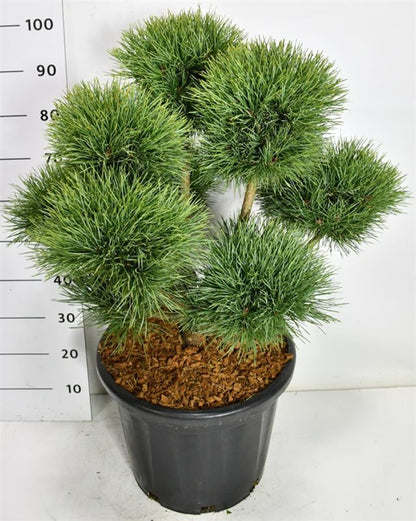 Tall – Pinus sylvestris &