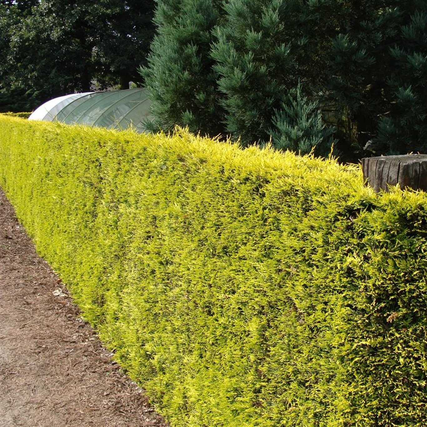 Leylandcypress – Cupressocyparis leylandii 'Gold Rider' - C3 40-50 CM
