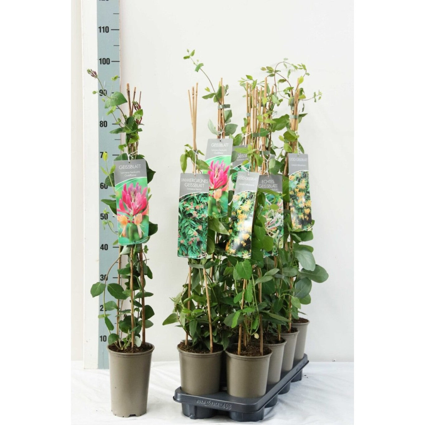 Kaprifol – Lonicera henryi 'Copper Beauty' - C2 60-80 CM Stick