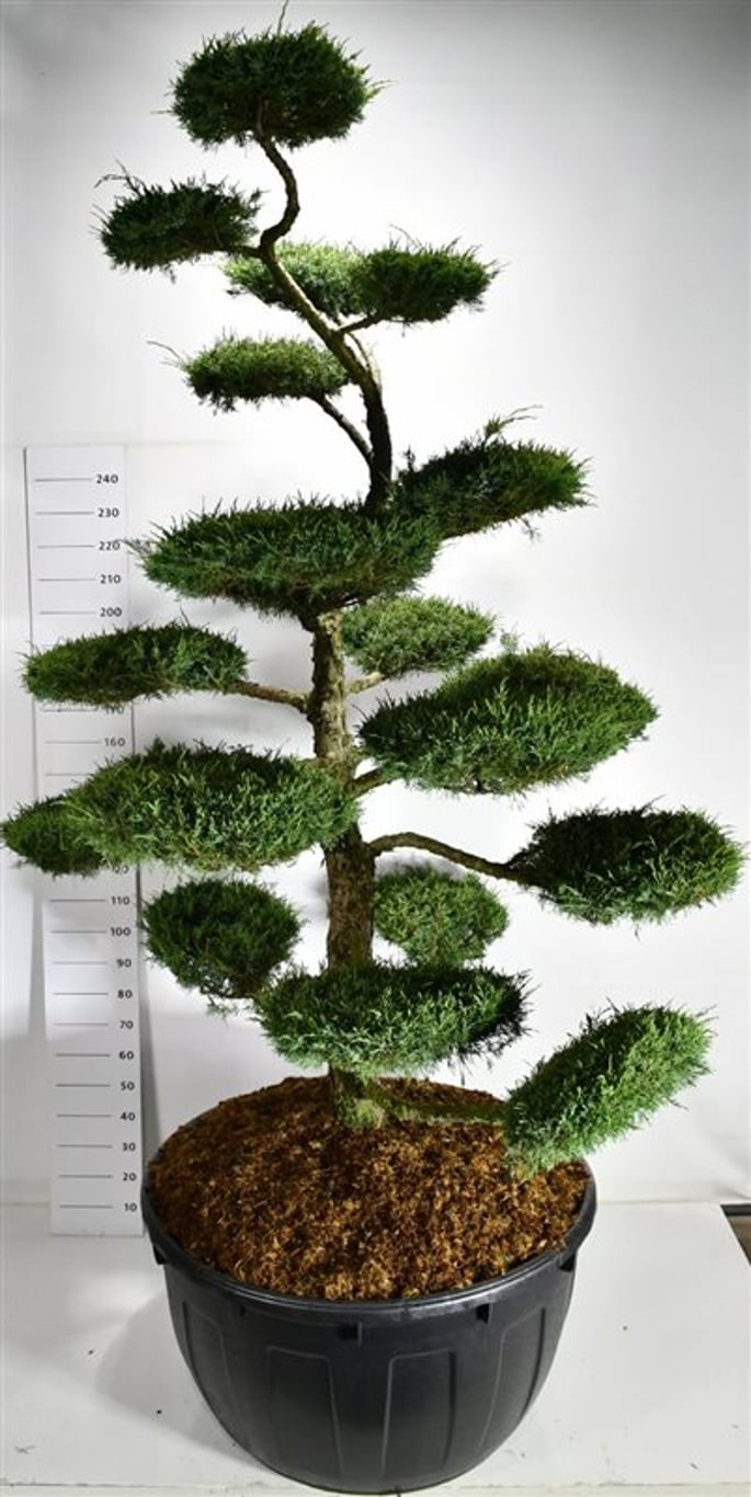 Hybrid-en – Juniperus media &