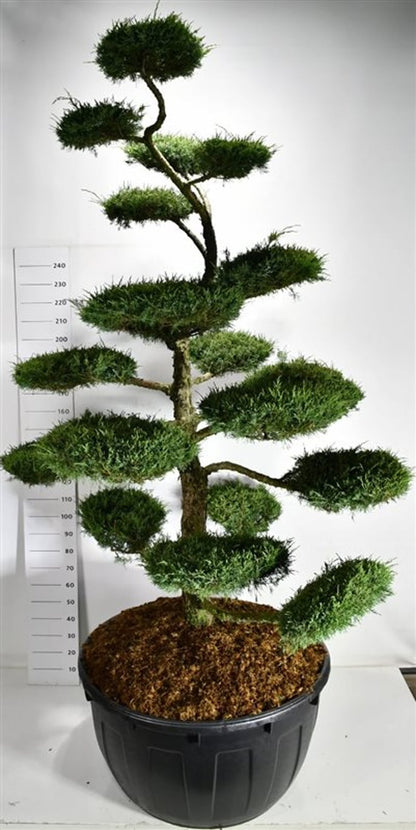 Hybrid-en – Juniperus media &
