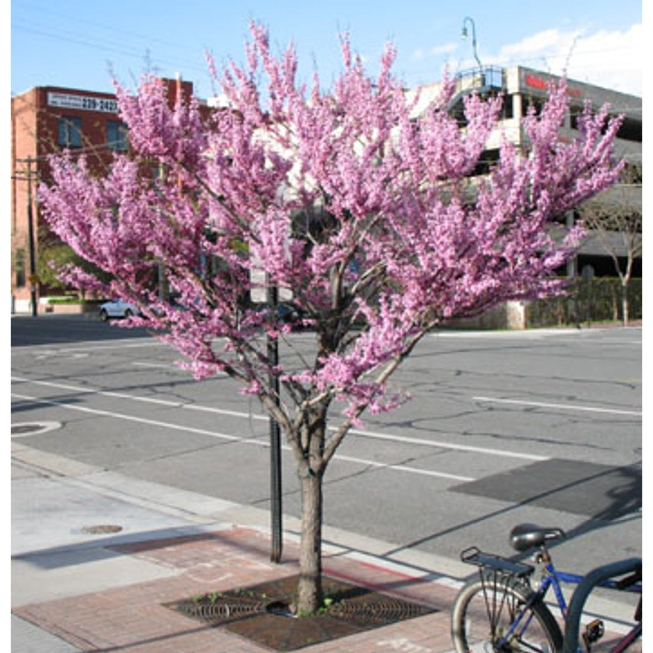Judasträd – Cercis canadensis - 200-250 CM Multistem Cont.