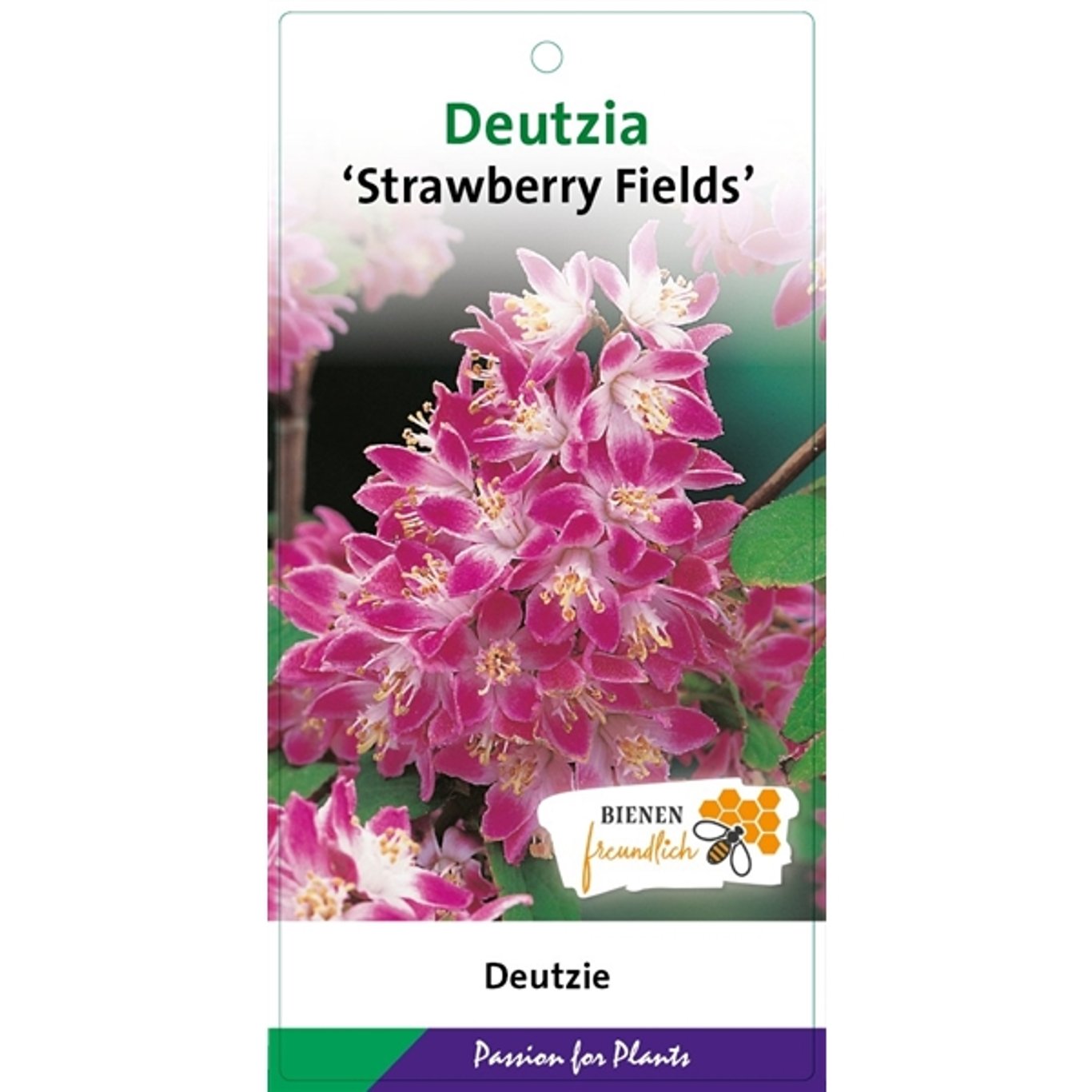 Slånspirea – Deutzia hybrida 'Strawberry Fields' - C5 50-60 CM