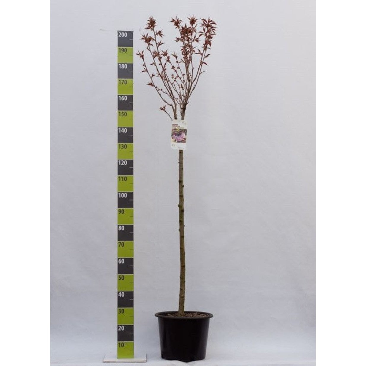 Japanskt körsbär – Prunus serrulata 'Royal Burgundy' - 120 CM Stem C20